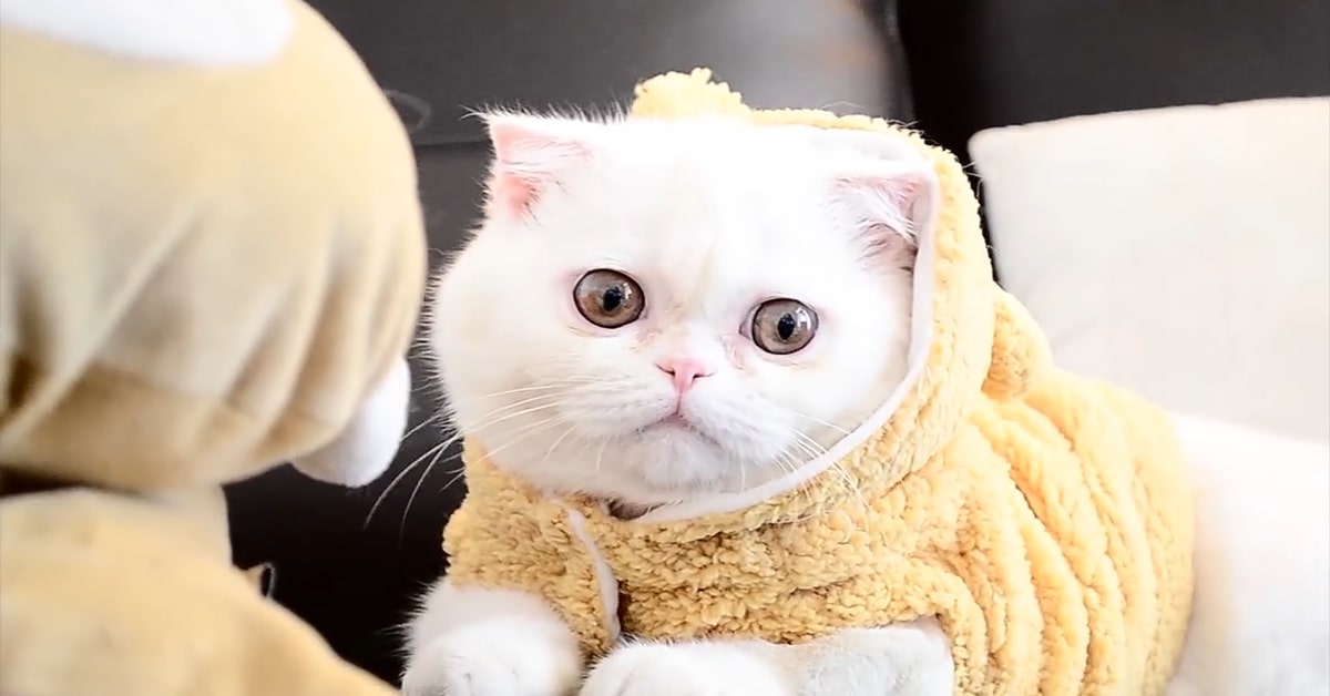 La gattina Cleo ama leccare il viso del padrone, ma quando lui cerca di fare lo stesso reagisce male (VIDEO)