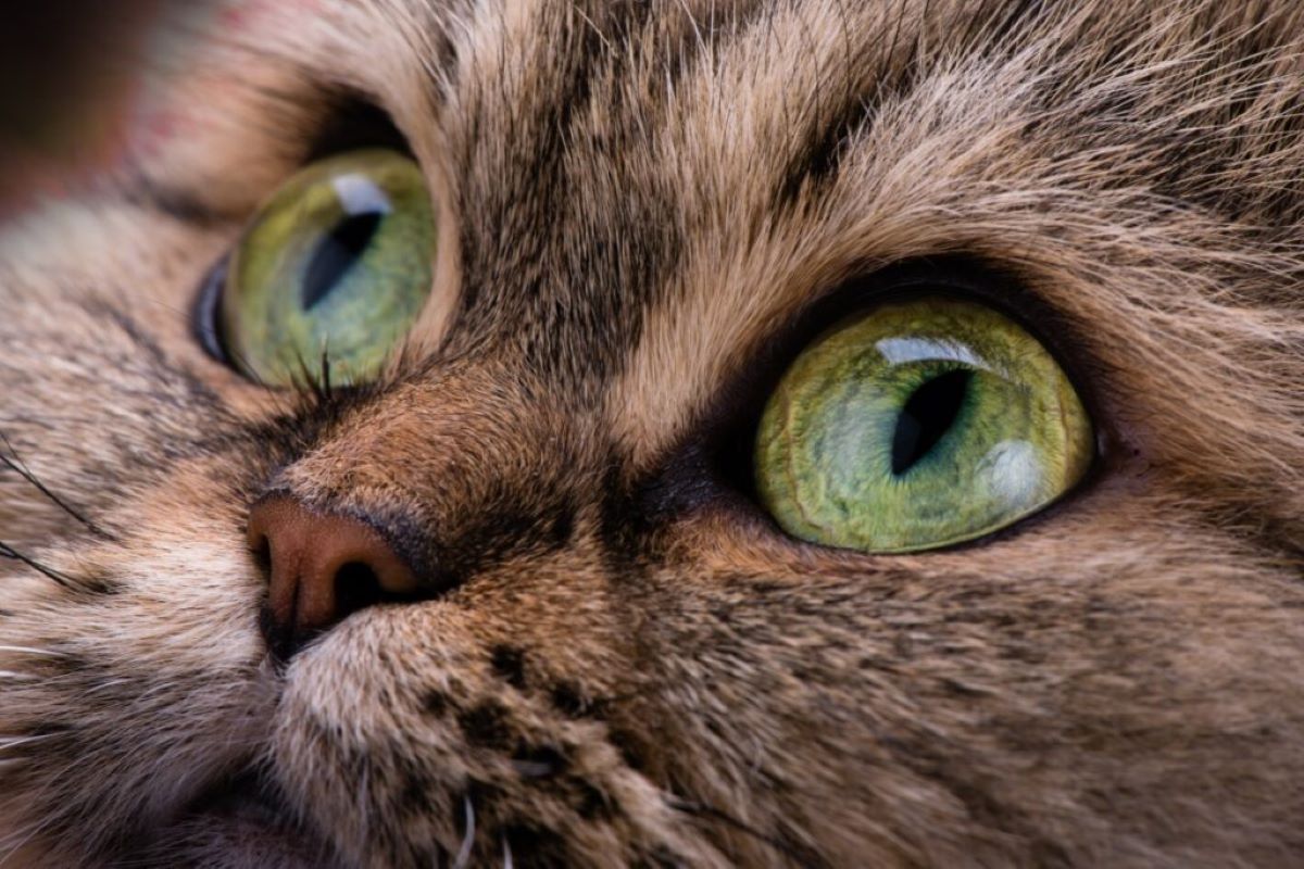 Come curare gli occhi dei gattini e assicurarsi che stiano bene