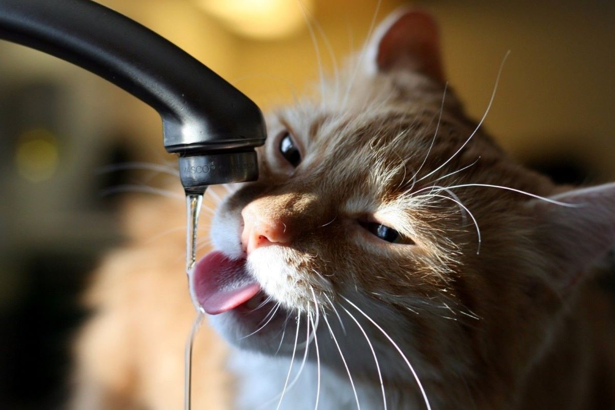 gatto che beve acqua