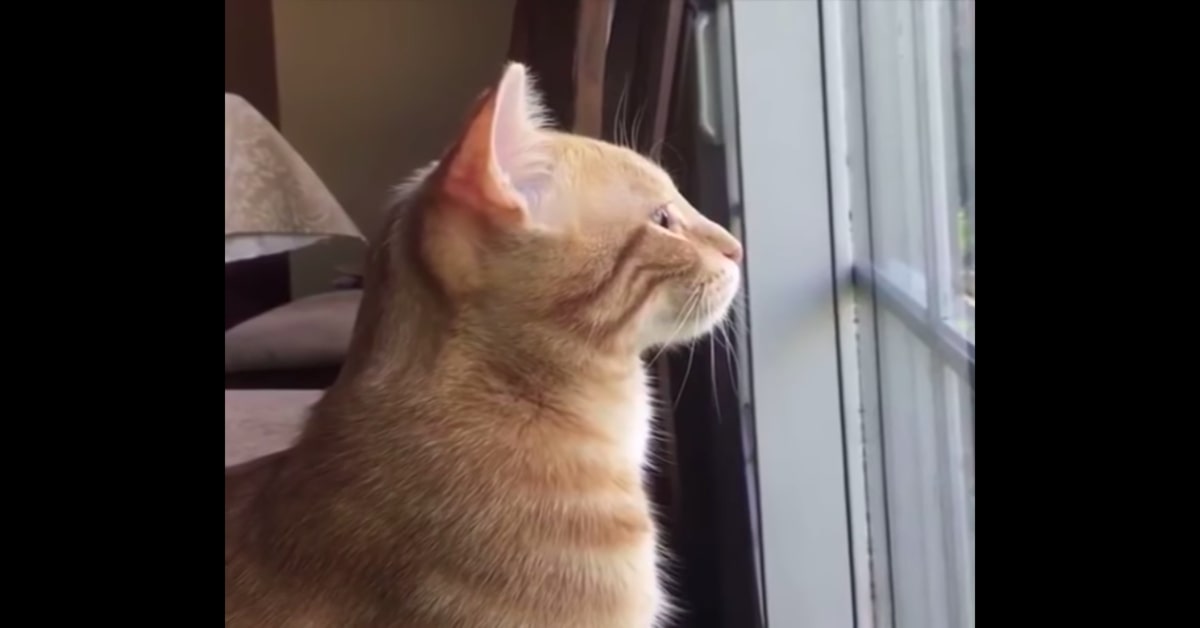 Dobby: il gattino randagio salvato da un incendio che non vuole lasciare l’uomo a cui deve la vita (VIDEO)