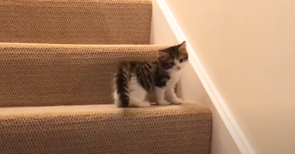 Gatto sale le scale