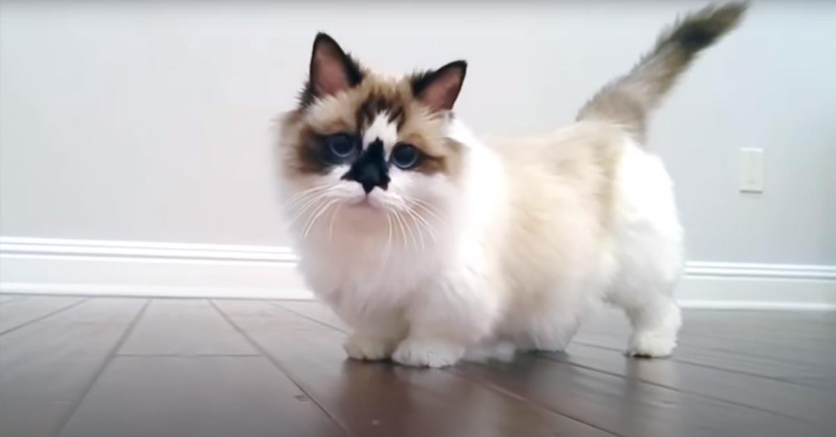 Ecco a voi il dolce Albert, il gattino Munchkin più famoso del mondo (video)