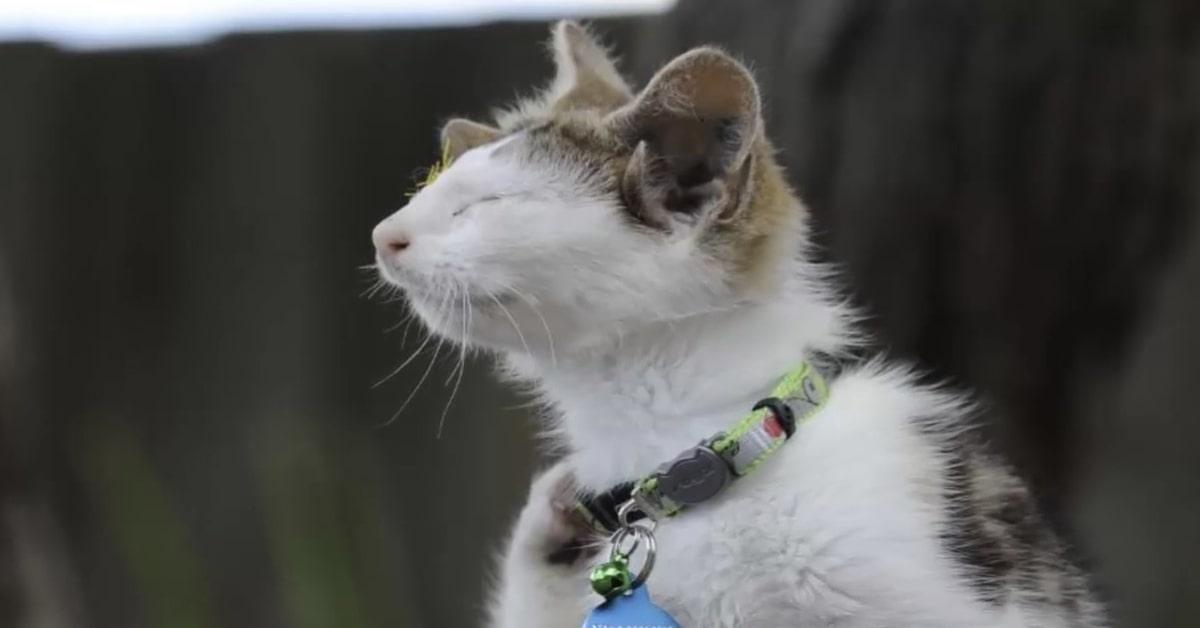 La storia di Frankie, il gattino con quattro orecchie e un occhio che ora è felice (VIDEO)