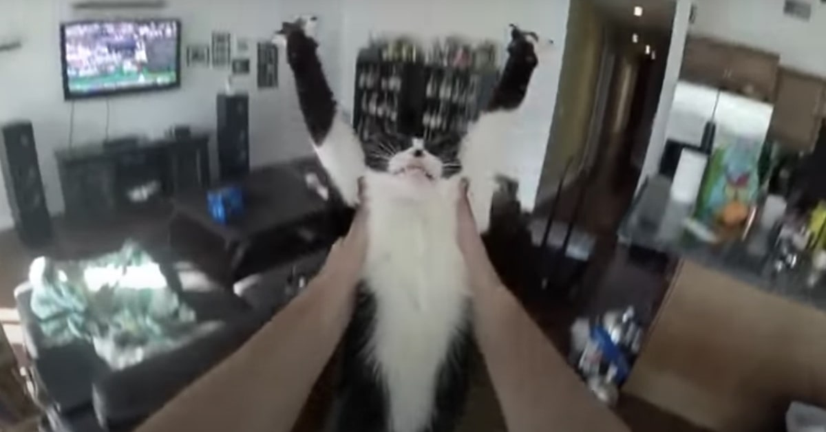 Franzie, la gattina che adora abbracciare i suoi genitori umani (VIDEO)