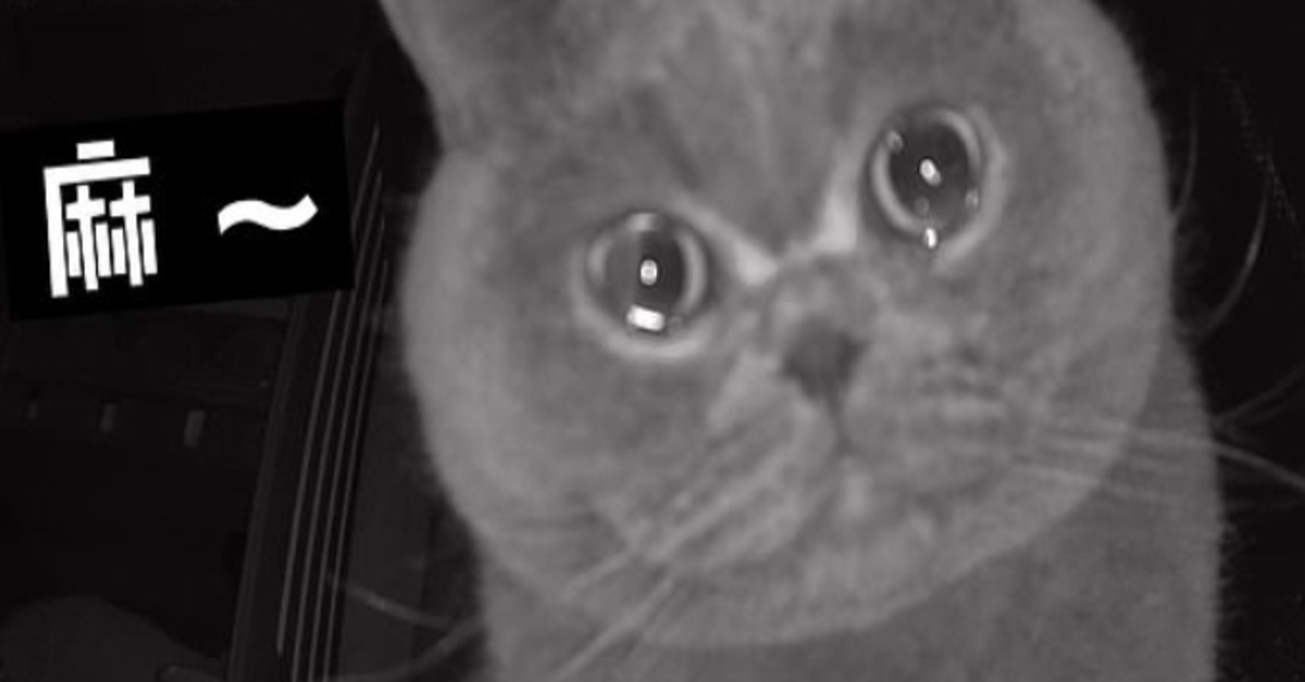 La telecamera di sicurezza riesce a catturare tutti i sentimenti di questo gatto