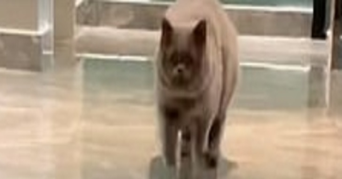 Fu Fu gattino British shorthair video