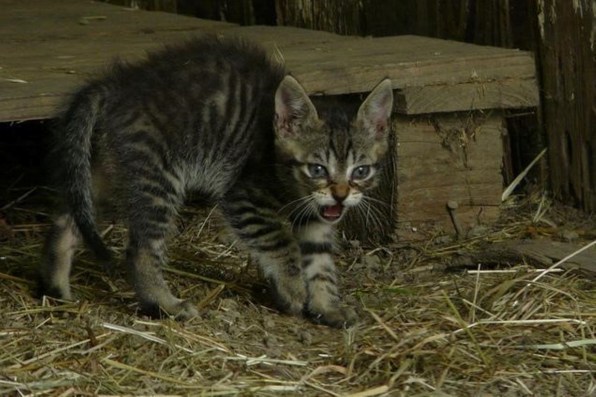 gattini a che età soffiano