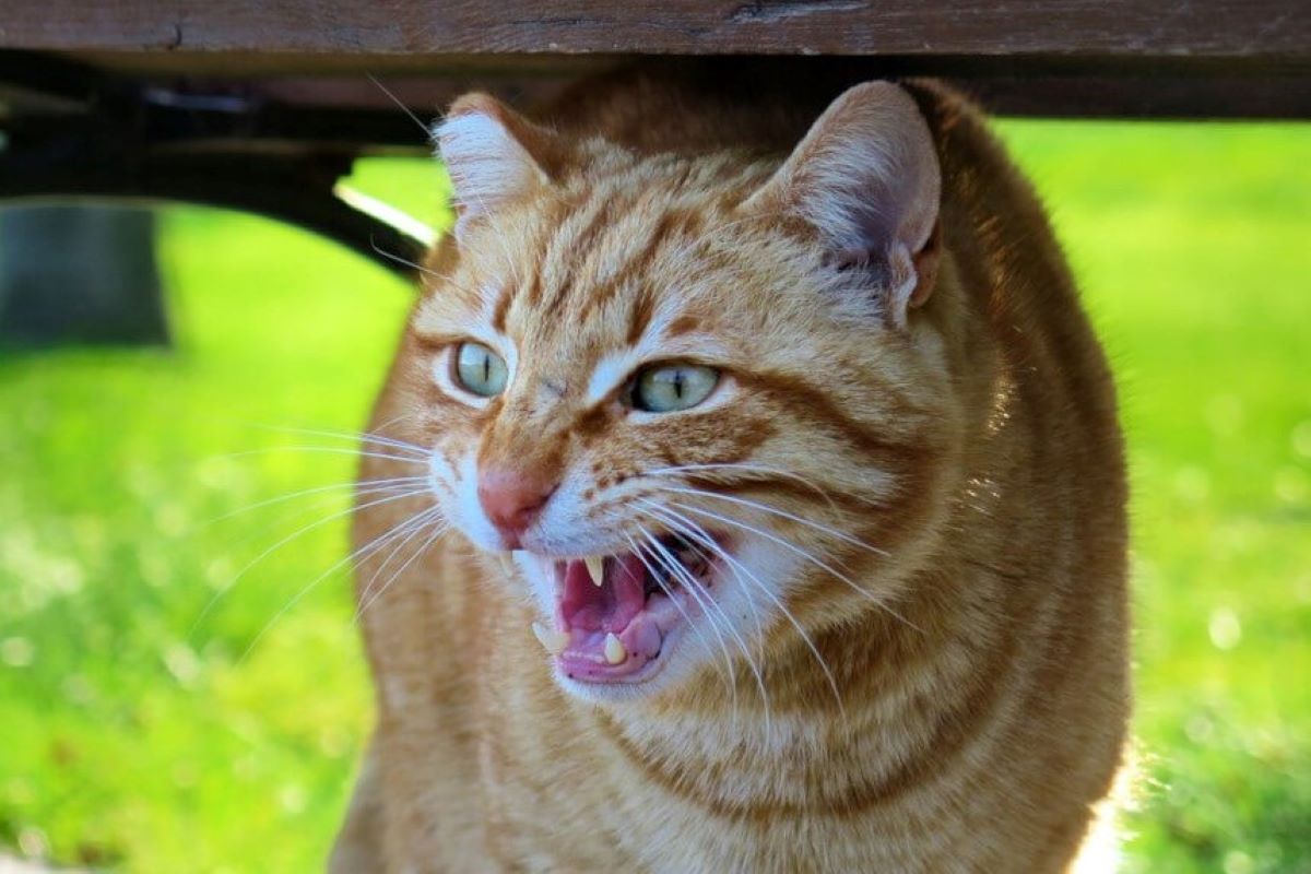 gattini a che età soffiano