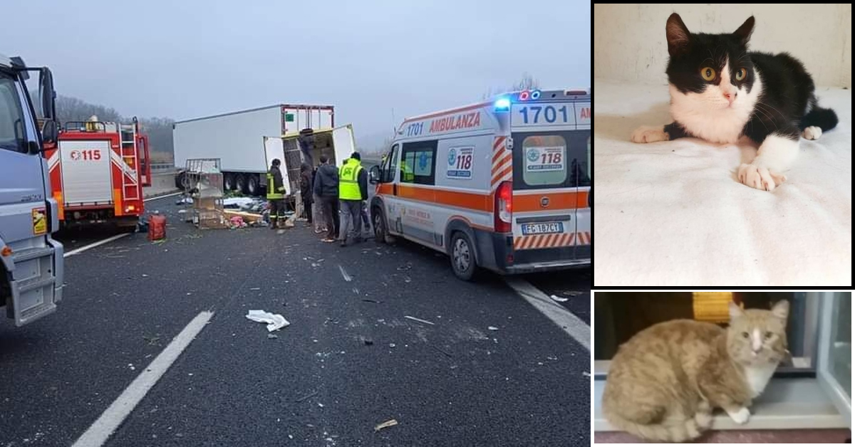 Gattini dispersi nell’incidente in cui hanno perso la vita i due volontari e un cane; poco fa l’annuncio delle volontarie