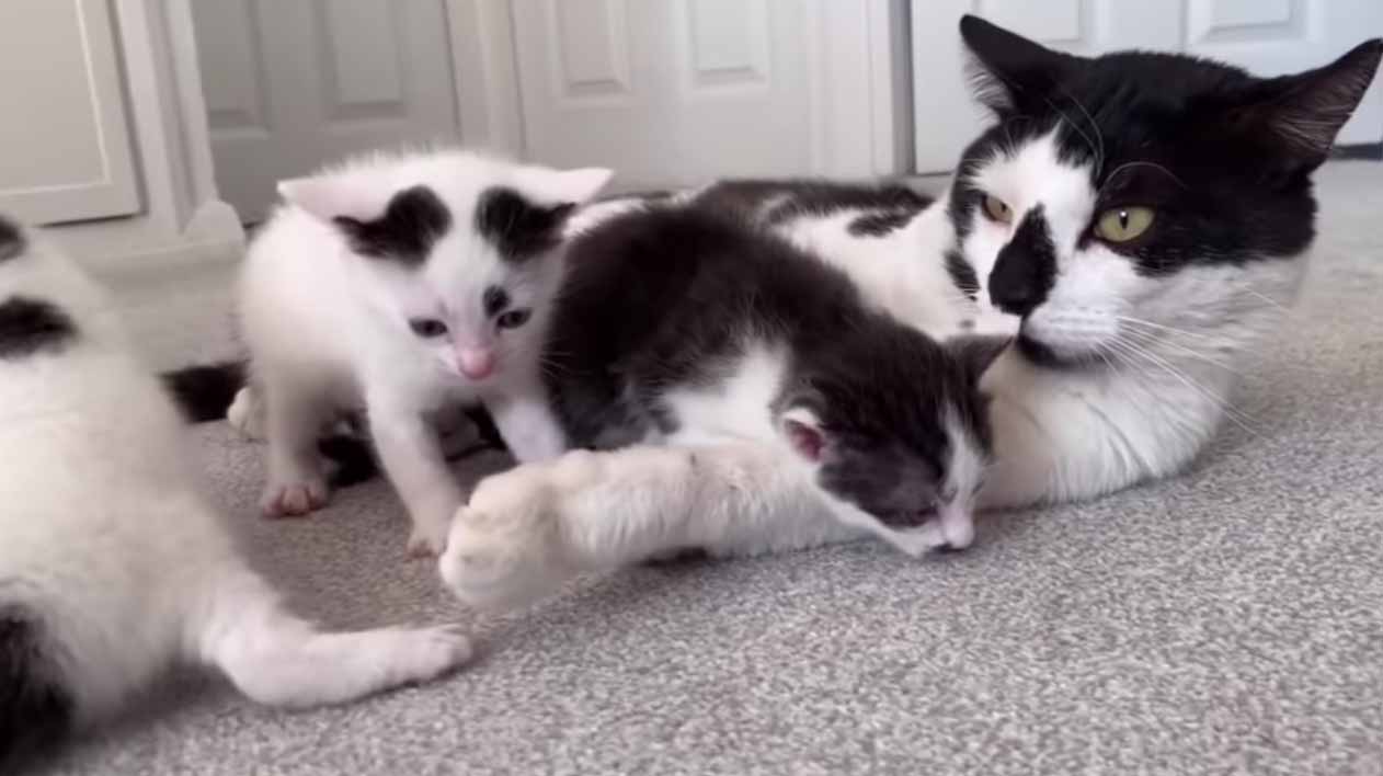 Papà gatto conosce i suoi gattini, ma non è entusiasta della paternità (VIDEO)