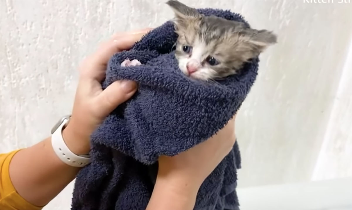 Gattino fa il bagno e si sente tradito da chi ama: il suo broncio è impagabile (VIDEO)