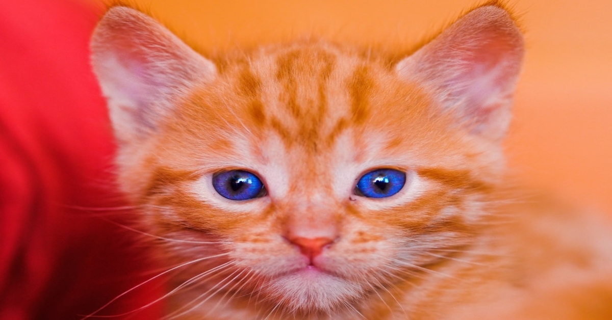 Giuseppe, il gattino arancione affettuosamente sopraffatto dai cuccioli di Golden Retriever (VIDEO)