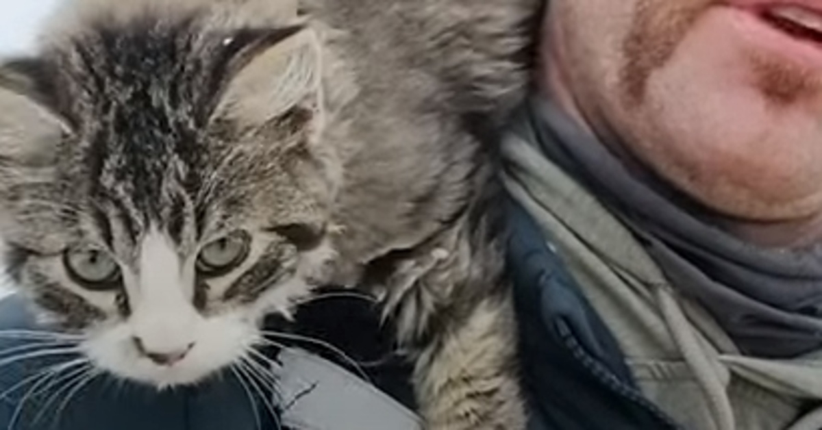 Hytch il gattino Bobtail salvato da un escursionista canadese (VIDEO)