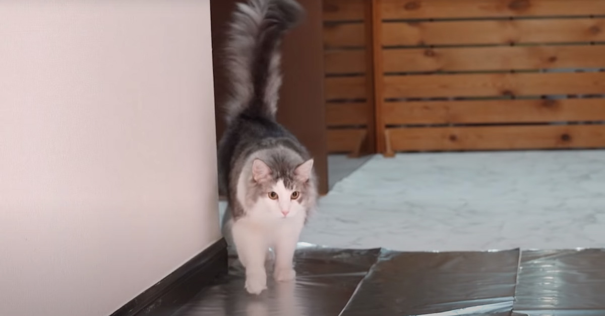 I due “coraggiosi” gattini affrontano un pavimento ricoperto di stagnola: riusciranno a superare l’ardua impresa? (video)