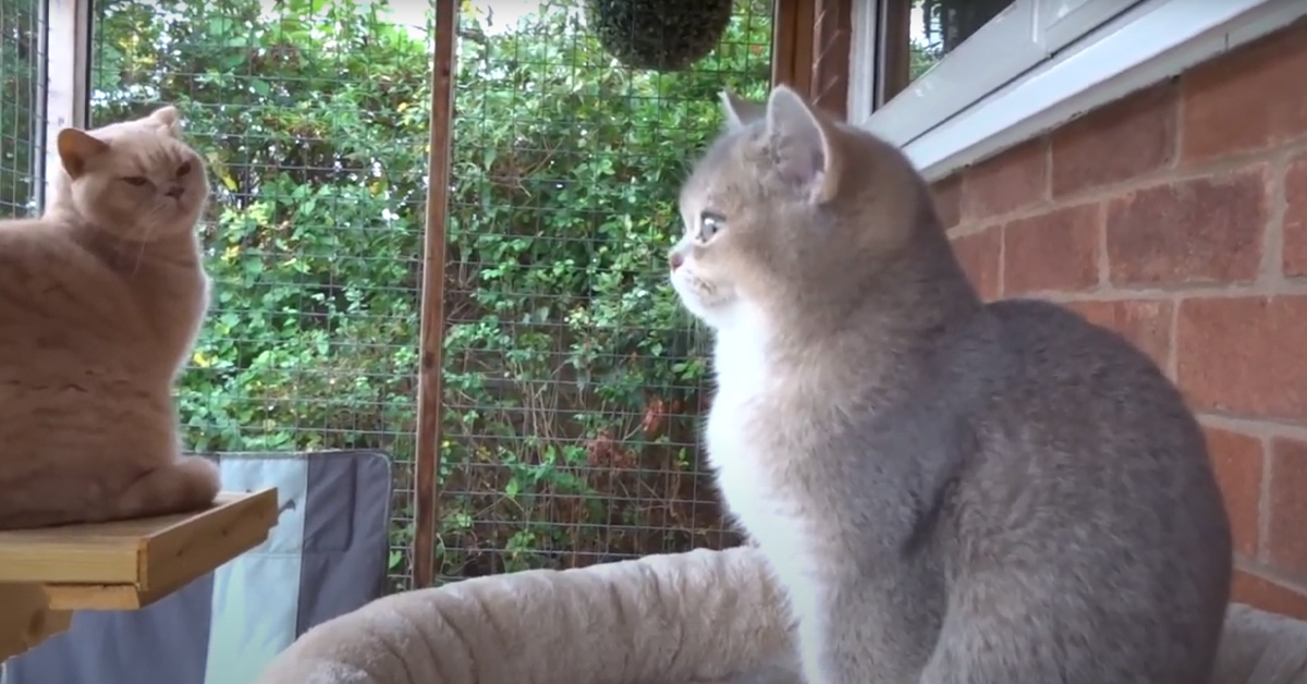 Gatti British Shorthair che osservano