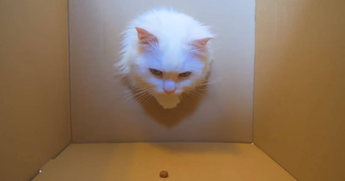 I due gattini Munchkin affrontano una divertente battaglia contro una scatola per vincere dei gustosi snack (video)