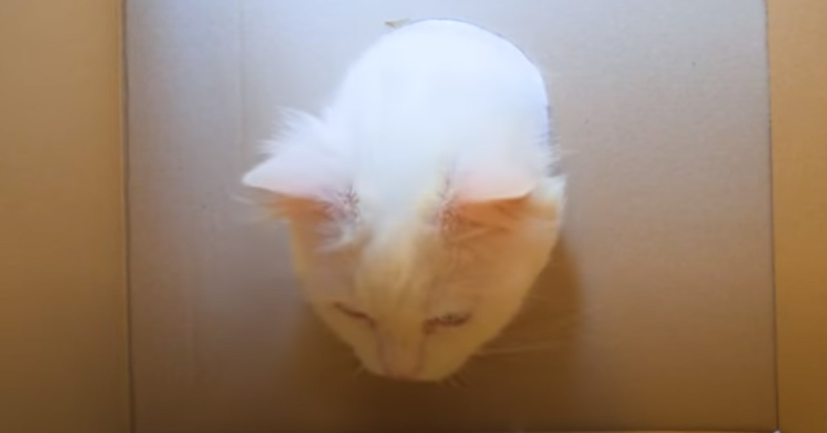 Gatto che gioca con una scatola