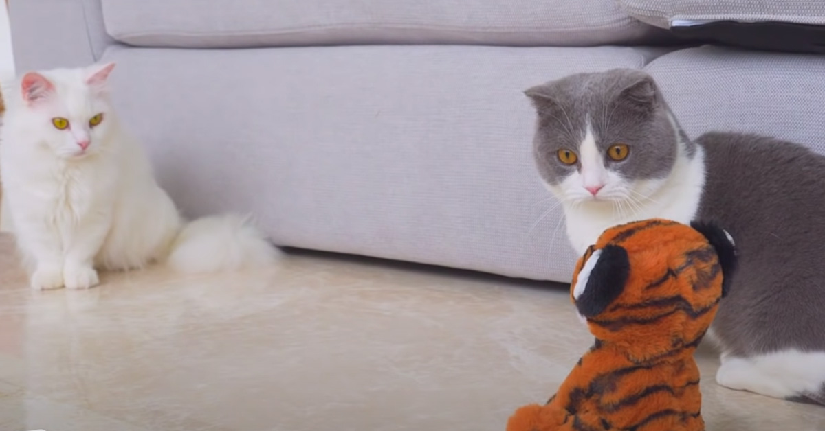 I due gattini Munchkin incontrano i loro nuovi amici, alcuni peluche a forma di animali (video)