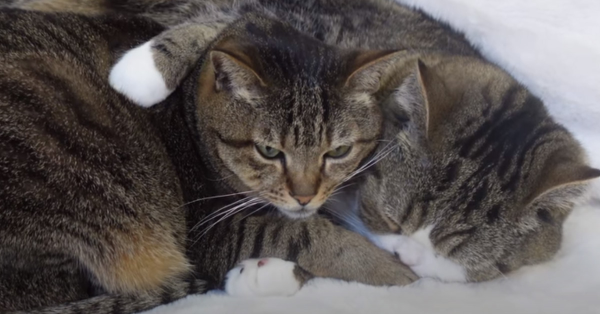 I due gattini adorano dormire abbracciati, rendendosi protagonisti di un momento magico (video)
