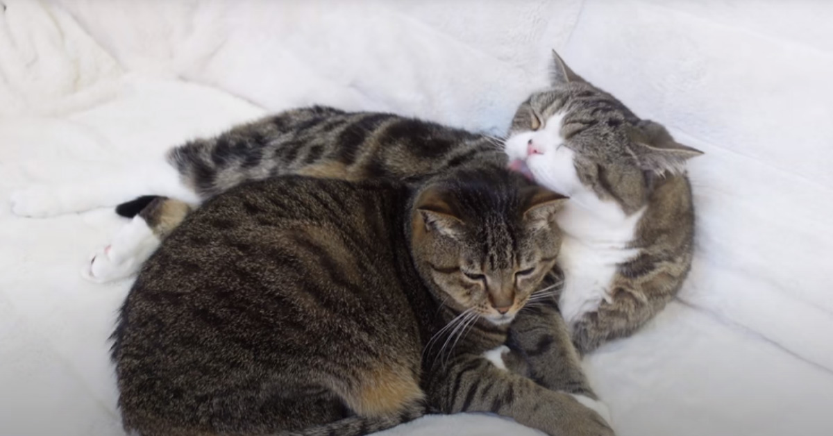 I due gattini adorano dormire abbracciati, rendendosi protagonisti di un momento magico (video)2