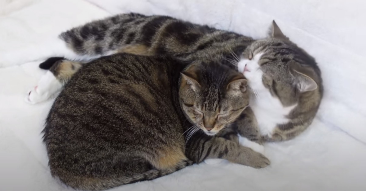 Gatti che dormono abbracciati
