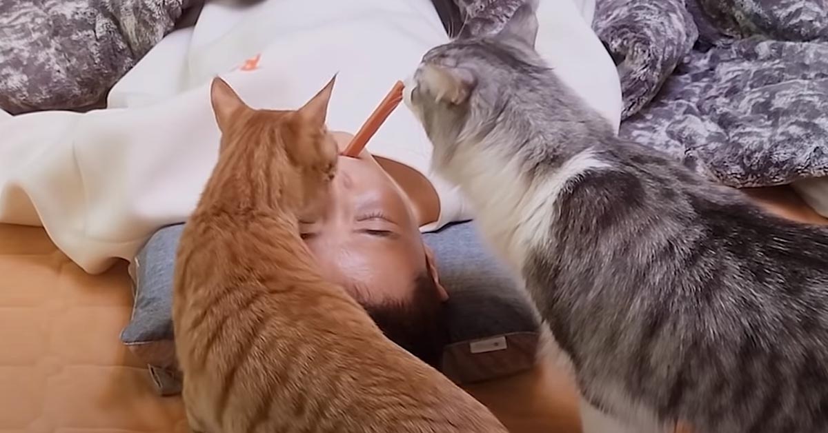 I due gattini devono affrontare lo scherzo del padrone che finge di dormire con un loro snack in bocca (video)