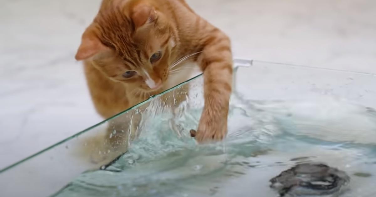 I due gattini e il Samoiedo provano ad “affrontare” l’acqua per recuperare dei golosi snack (video)