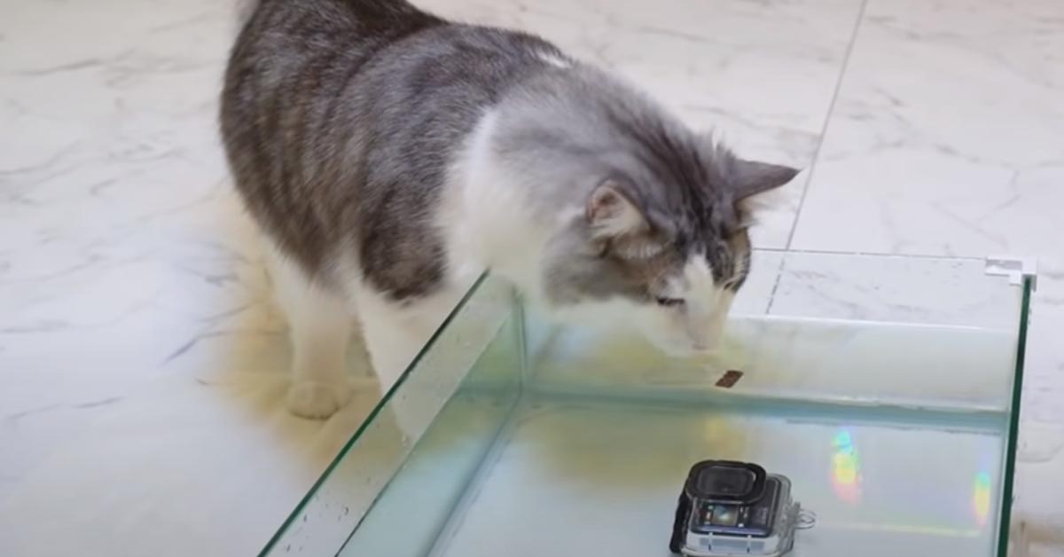 Gattino gioca con l'acqua