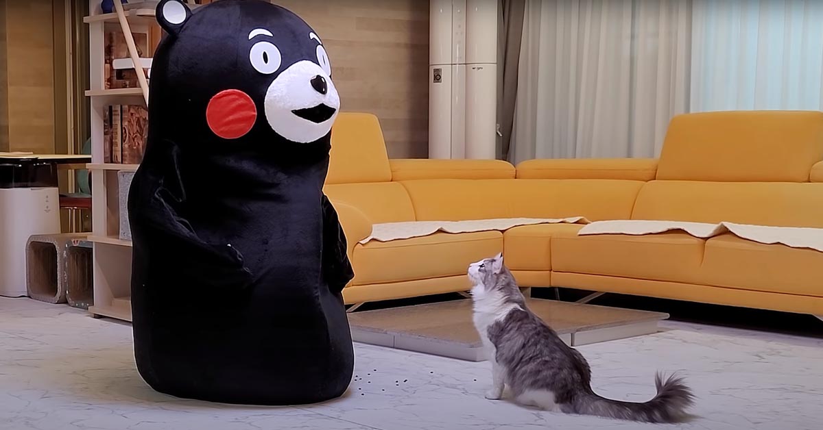 I due gattini non sembrano felici del nuovo coinquilino, un peluche gigante (video)