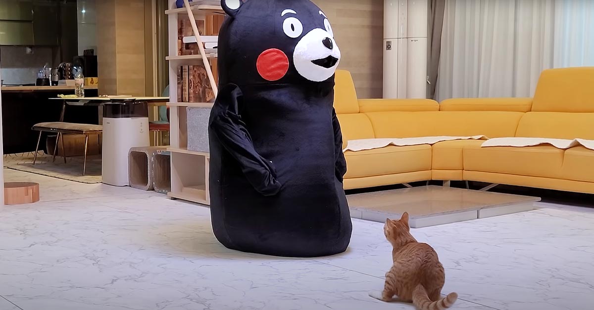 Gatto di fronte ad un peluche gigante