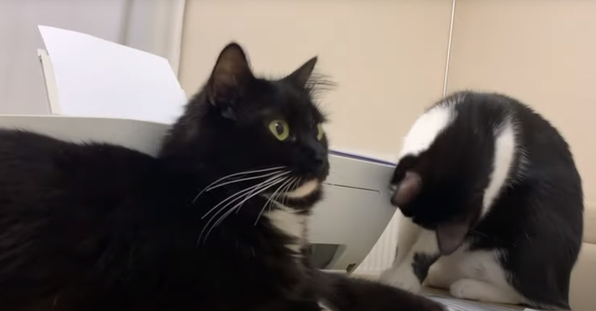 I due gattini prendono coraggio e affrontano una fotocopiatrice (video)