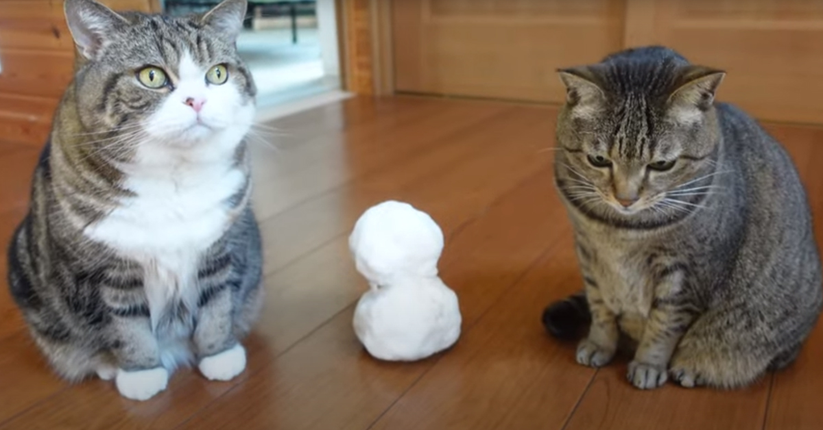 I gattini Maru, Hana e Miri conoscono il loro nuovo amico, un piccolo pupazzo di neve (video)