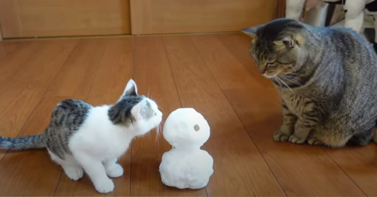 Gatti che osservano un pupazzo di neve