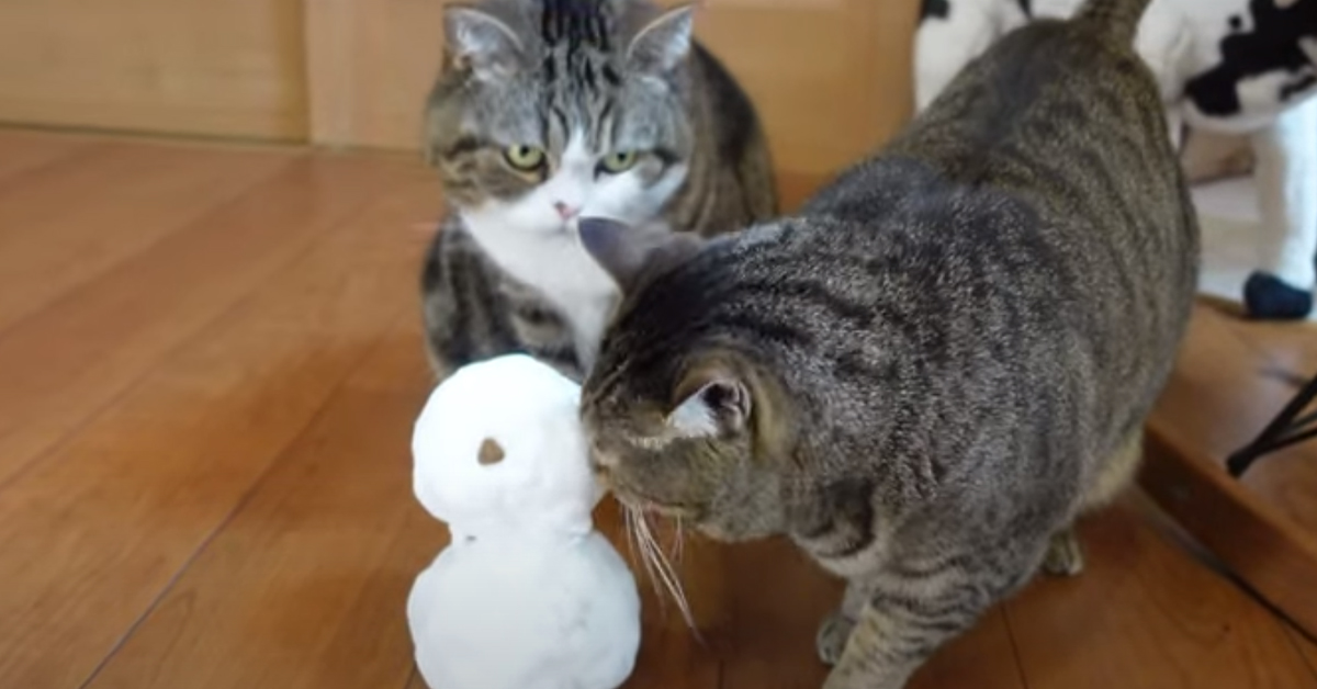 Gatti che osservano un pupazzo di neve
