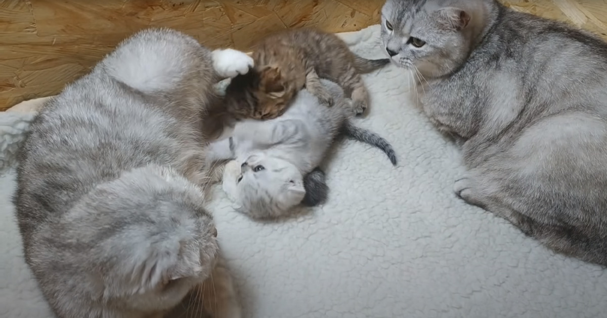 I gattini Scottish Fold mamma e papà trascorrono del tempo con i loro cuccioli appena nati (video)