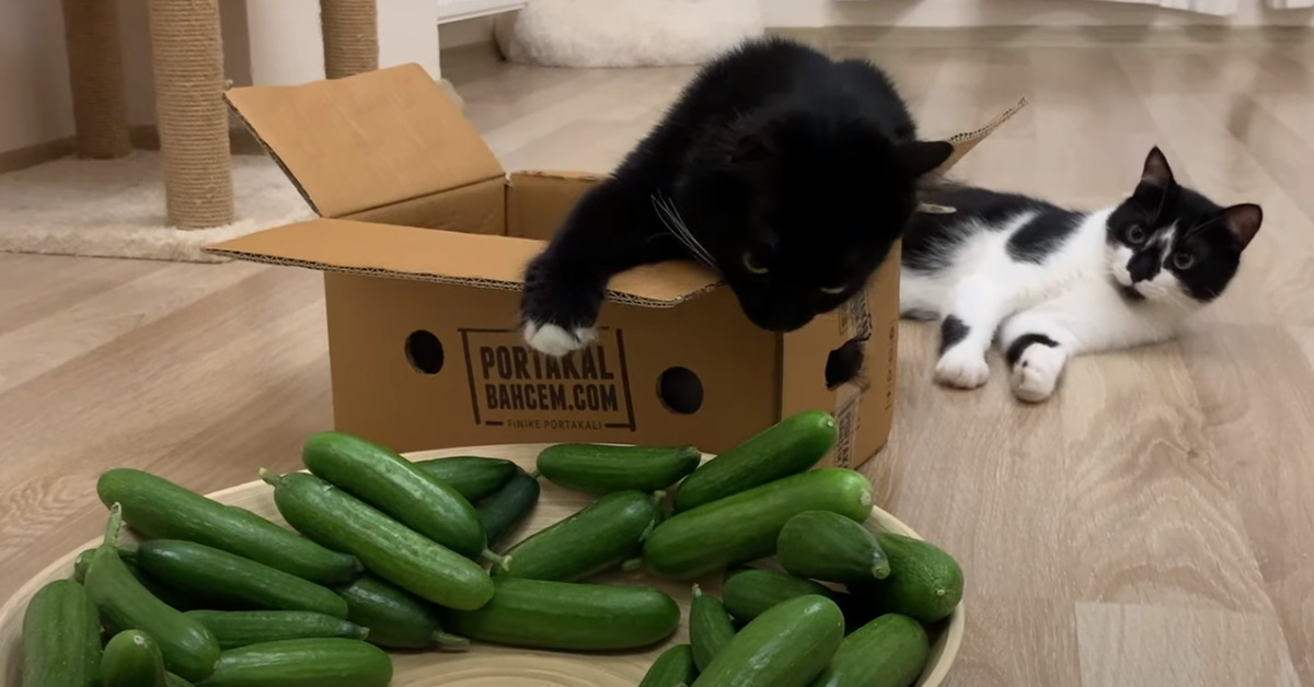 I gattini Uni e Nami affrontano i cetrioli, i loro acerrimi nemici (video)