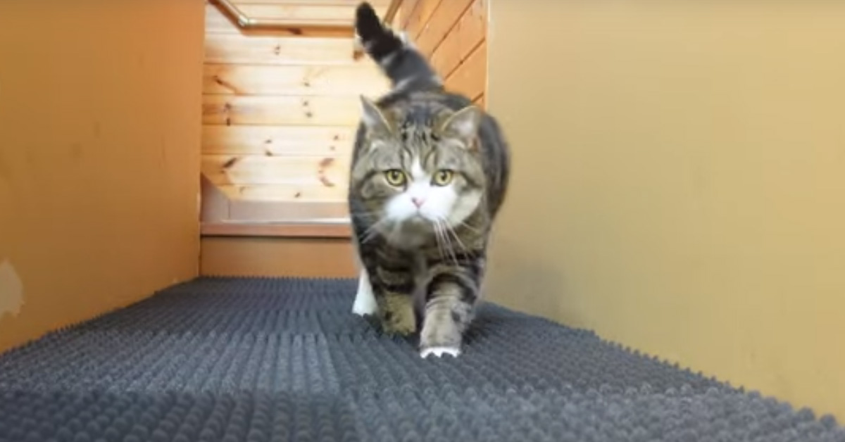 I gattini affrontano la sfida del “pavimento soffice”: chi sarà il più coraggioso? (video)