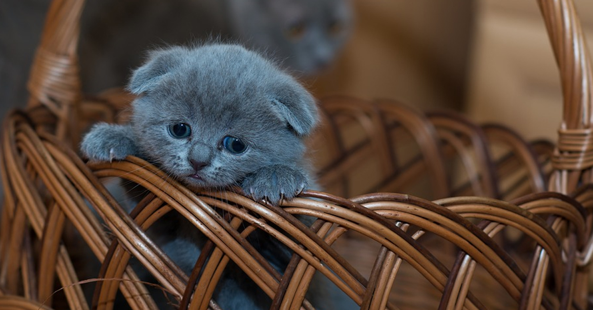 I gattini appena nati incontrano per la prima volta il loro papà e il momento è magico