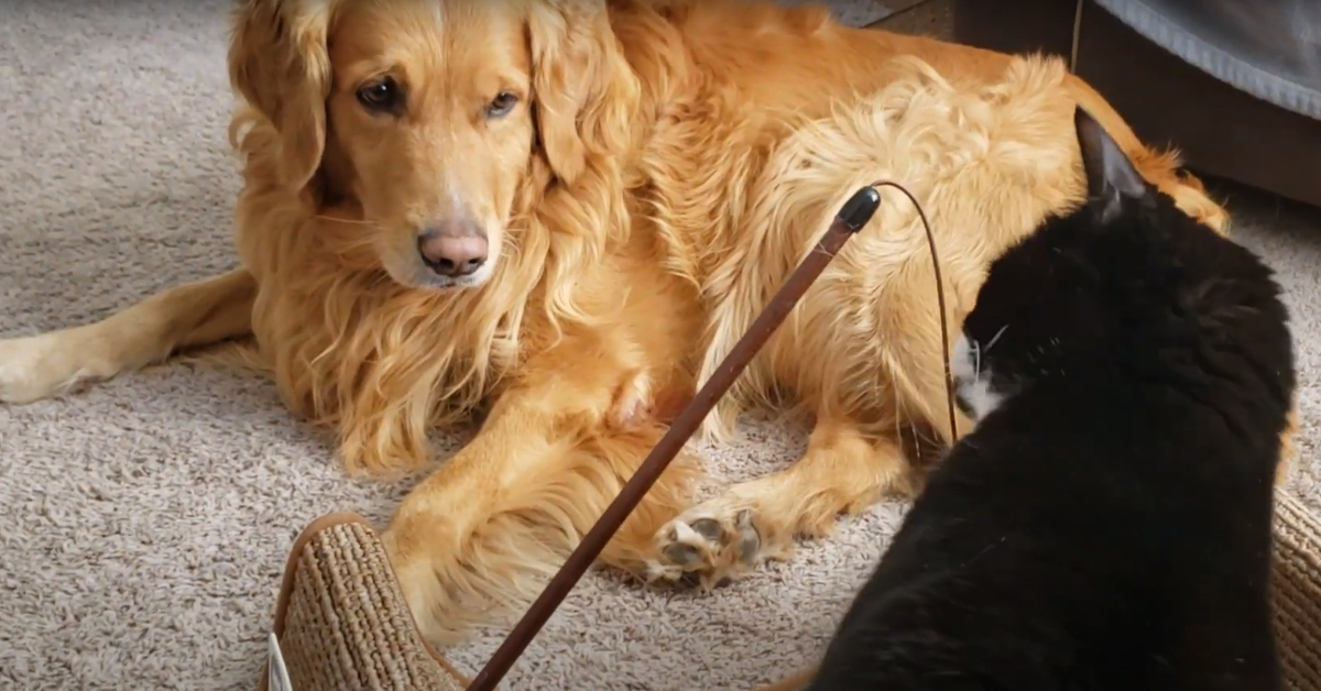 I gattini e il Golden Retriever ispezionano il loro nuovo regalo e sembrano felici (video)