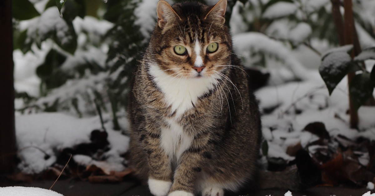 gattini giocano con la neve