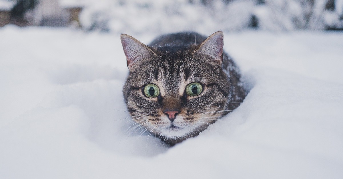 I gattini giocano con la neve per la prima volta (VIDEO)