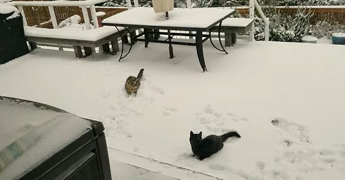 gattini giocano con la neve