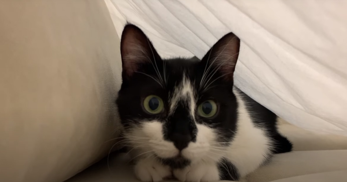 I gattini giocano a nascondino con le lenzuola, rendendosi protagonisti di un momento magico (video)