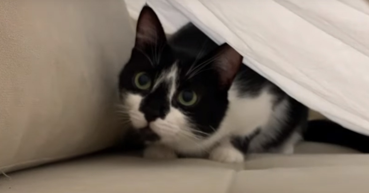 Gatto sotto le lenzuola