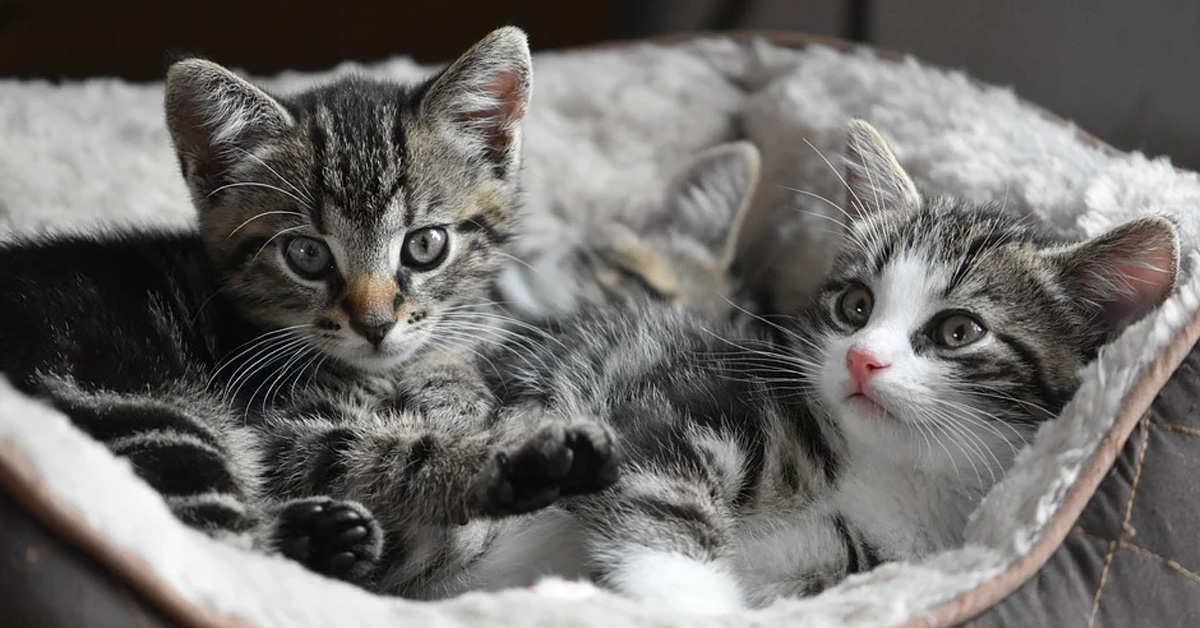 I gattini mamma e papà trascorrono i loro primi momenti in famiglia insieme ai cuccioli appena nati (video)