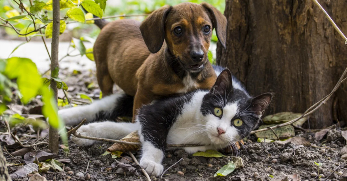 I gattini non vogliono che il Cocker dei vicini entri nel loro giardino e la loro “guardia” è tutta da ridere (video)