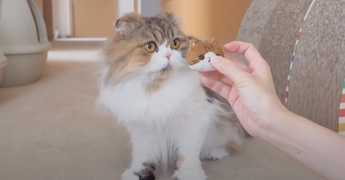 I gattini sentono un miagolio provenire da alcuni portachiavi a forma di gatto e la loro reazione è dolcissima (video)