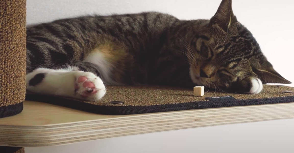 I gattini sono troppo stanchi per svegliarsi, ma non hanno fatto i conti con l’asso nella manica della padrona (video)