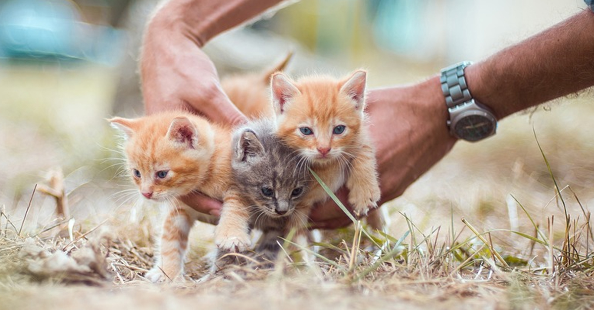 I teneri gattini appena nati trascorrono il loro primo giorno in una vera casa (video)
