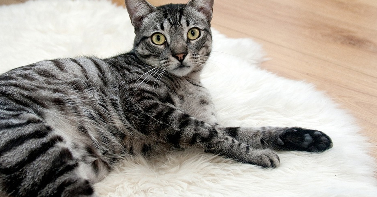 Il gattino Billi risponde alle domande della sua padrona premendo dei pulsanti speciali (video)